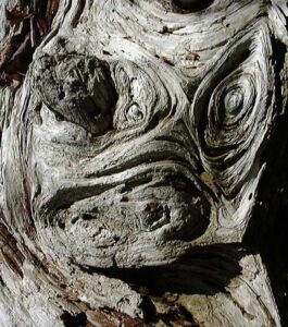 This photo is of weathered beach wood - Keats Island BC